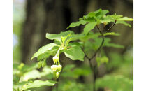 Forest&nbsp;ルームフレグランスミスト