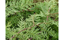 春姫と名古屋城&nbsp;ルームフレグランスミスト