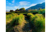 レモングラスエッセンシャルオイル