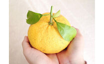 夏みかんエッセンシャルオイル