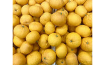 夏みかんエッセンシャルオイル