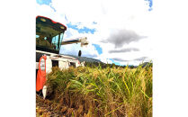 令和7年&nbsp;鳥取県産　大上農園きぬむすめ&nbsp;10kg