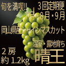 [HS]【定期便&nbsp;全3回】ぶどう&nbsp;2026年&nbsp;先行予約&nbsp;7月・8月・9月発送&nbsp;温室シャイン&nbsp;マスカット&nbsp;晴王&nbsp;2房&nbsp;（合計約1.2kg）