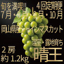 [HS]【定期便&nbsp;全4回】ぶどう&nbsp;2026年&nbsp;先行予約&nbsp;7月・8月・9月・10月発送&nbsp;温室シャイン&nbsp;マスカット&nbsp;晴王&nbsp;2房&nbsp;（合計約1.2kg）