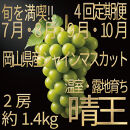 [HS]【定期便&nbsp;全4回】ぶどう&nbsp;2026年&nbsp;先行予約&nbsp;7月・8月・9月・10月発送&nbsp;温室シャイン&nbsp;マスカット&nbsp;晴王&nbsp;2房&nbsp;（合計約1.4kg）