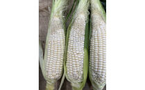 ご家庭用細物ホワイトコーン　約3.5kg×2