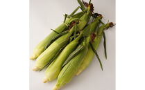 ＜2026年6月中旬以降発送・先行予約＞とうもろこし&nbsp;ホワイトコーン&nbsp;約2.5kg×2