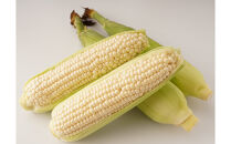 ＜2026年6月中旬以降発送・先行予約＞とうもろこし&nbsp;ホワイトコーン&nbsp;約2.5kg×2