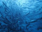 国産銀鮭「佐渡サーモン」塩鮭切身約1.5kg真空包装＜弓ヶ浜水産＞定塩さけ