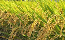 【 6ヶ月定期便】内子からり米　令和7年産ヒノヒカリ（精米10kg×1袋）×6ヶ月【北海道・沖縄配送不可】