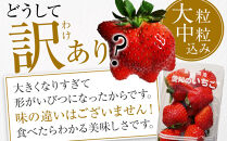 【訳あり・数量限定】とちおとめ　いちご　約1kg（約250g×4パック）＜2～3月発送＞