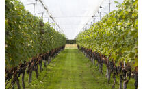 日本ワインコンクール受賞ワイン2本セット　縁結ソーヴィニヨン・ブラン、縁結シャルドネ