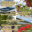 農家直送&nbsp;鳥取いとう園芸産&nbsp;シャインマスカット&nbsp;2房で約1.2kg