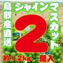 農家直送&nbsp;鳥取いとう園芸産&nbsp;シャインマスカット&nbsp;2房で約1.2kg