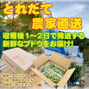 農家直送&nbsp;鳥取いとう園芸産&nbsp;種なしシャインマスカット&nbsp;3房で約2kg