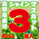 農家直送&nbsp;鳥取いとう園芸産&nbsp;種なしシャインマスカット&nbsp;3房で約2kg
