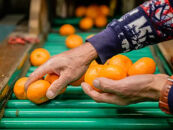 手が止まらない 訳あり 有田みかん 約3kg 大きさ無選別（2S〜3L） 糖度11度以上 鳴川農園