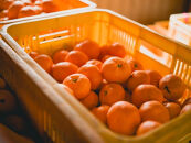 手が止まらない 訳あり 有田みかん 約3kg 大きさ無選別（2S〜3L） 糖度11度以上 鳴川農園