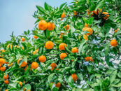 手が止まらない 訳あり 有田みかん 約3kg 大きさ無選別（2S〜3L） 糖度11度以上 鳴川農園