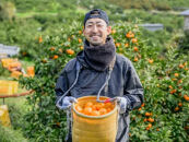 手が止まらない 訳あり 有田みかん 約3kg 大きさ無選別（2S〜3L） 糖度11度以上 鳴川農園