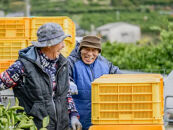 手が止まらない 訳あり 有田みかん 約5kg 大きさ無選別（2S〜3L） 糖度11度以上 鳴川農園