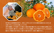 手が止まらない&nbsp;訳あり&nbsp;有田みかん&nbsp;約5kg&nbsp;大きさ無選別（2S〜3L）&nbsp;糖度11度以上&nbsp;鳴川農園&nbsp;［2026年11月以降発送予定］