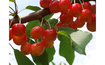 【通年定期便9回】富んでバラエティ中山便