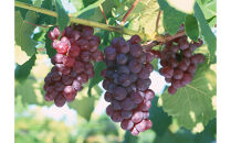 【通年定期便9回】富んでバラエティ中山便