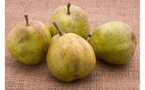 【通年定期便9回】富んでバラエティ中山便