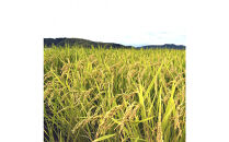 令和7年産　大上農園きぬむすめ&nbsp;5kg