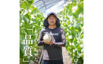 『組合直送』アローマメロン1.3kg&nbsp;1玉