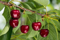 ＜先行予約＞【サミット】バラ詰&nbsp;700g【やまのべ多田耕太郎のさくらんぼ&nbsp;多田農園】