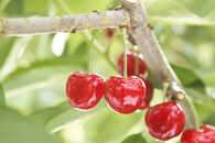 ＜先行予約＞【レーニア】バラ詰&nbsp;700g【やまのべ多田耕太郎のさくらんぼ&nbsp;多田農園】