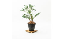 プランターベース&nbsp;【スクエアー型】&nbsp;幅40cm&nbsp;奥行き40cm&nbsp;高さ5.5cm&nbsp;チーク無垢材