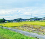 あぐりん村の令和7年度産&nbsp;愛知県長久手市産「あいちのかおり」精米5kg&nbsp;|長久手市&nbsp;あぐりん村&nbsp;長久手産&nbsp;あいちのかおり&nbsp;精米5kg&nbsp;ブランド米&nbsp;人気&nbsp;おすすめ&nbsp;ギフト&nbsp;プレゼント&nbsp;お取り寄せ&nbsp;通販&nbsp;送料無料&nbsp;ふるさと納税