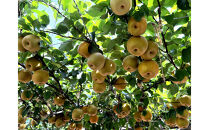 1256.【2026年度発送先行予約】数量限定　新甘泉　3kg