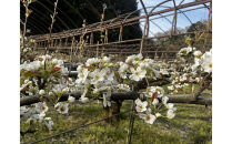 1257.【2026年度発送先行予約】訳あり　新甘泉　5kg