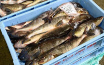 知床羅臼産&nbsp;特々大開きほっけ(2枚)&nbsp;生産者&nbsp;支援&nbsp;応援