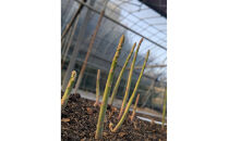 ＜2026年4月から発送＞坂出ふれあい産直市のアスパラガス「さぬきのめざめ」約1kg