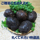 【芋家なか吉】スペシャル丹波山の芋☆二刀流☆セット&nbsp;(11月収穫プレミアム特選品つくね芋)｜京都&nbsp;人気&nbsp;やまいも［&nbsp;京都&nbsp;山の芋専門店&nbsp;職人&nbsp;とろろ&nbsp;芋&nbsp;いも&nbsp;イモ&nbsp;野菜&nbsp;3kg&nbsp;人気&nbsp;おすすめ&nbsp;お取り寄せ&nbsp;通販&nbsp;送料無料&nbsp;ふるさと納税&nbsp;］