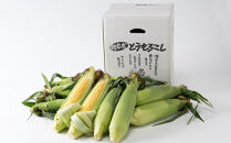 【先行予約】黄金色で大粒 ゴールドラッシュ 12本 4.8kg（2026年8月下旬より発送予定）_00408