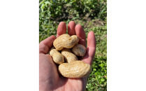 愛知県豊田市産 【生落花生】 1.5kg