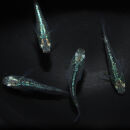 ゴジラ（メダカ）1ペア&nbsp;メダカ屋えん&nbsp;横浜市