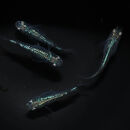 ゴジラ（メダカ）1ペア&nbsp;メダカ屋えん&nbsp;横浜市