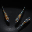 赤炎（メダカ）1ペア&nbsp;メダカ屋えん&nbsp;横浜市