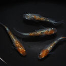 赤炎（メダカ）1ペア&nbsp;メダカ屋えん&nbsp;横浜市