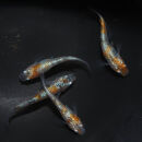 赤炎（メダカ）1ペア&nbsp;メダカ屋えん&nbsp;横浜市