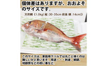 【お歳暮】【鱗、内臓処理】活き締め真鯛1尾（約1kg）タイ&nbsp;たい&nbsp;刺身&nbsp;鍋