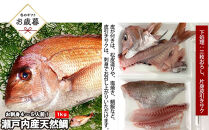 【お歳暮】【三枚おろし片身皮引きサク、片身皮付き】活き締め真鯛1尾（約1kg）タイ たい 刺身 鍋