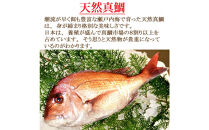 【お歳暮】【三枚おろし片身皮引きサク、片身皮付き】活き締め真鯛1尾（約1kg）タイ たい 刺身 鍋